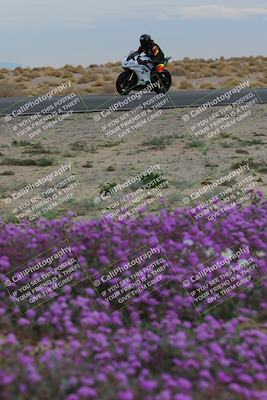 media/Jan-14-2023-SoCal Trackdays (Sat) [[497694156f]]/Turn 14 Exit Bloomig (145pm)/